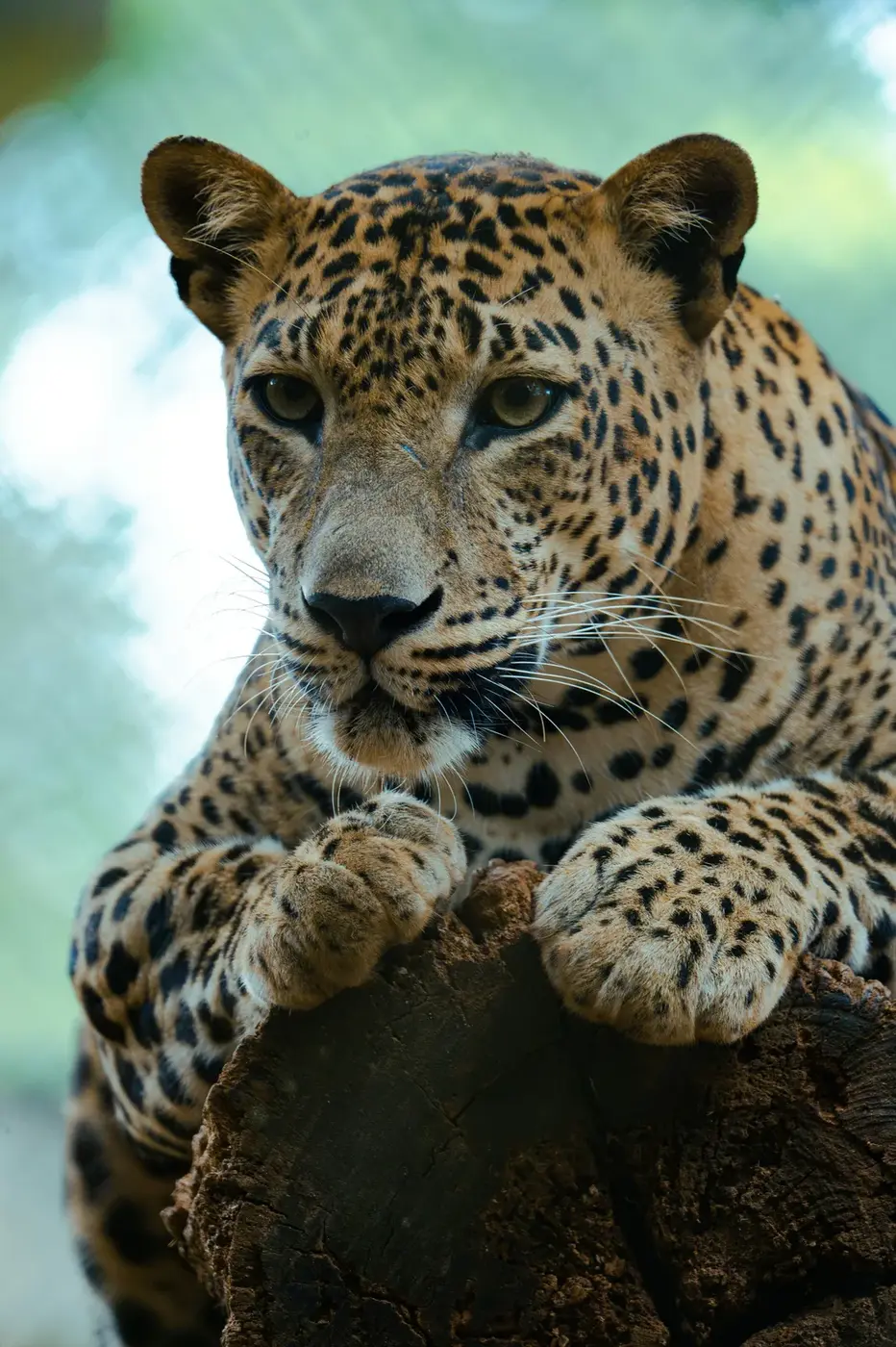 Yala National Park, Sri Lanka