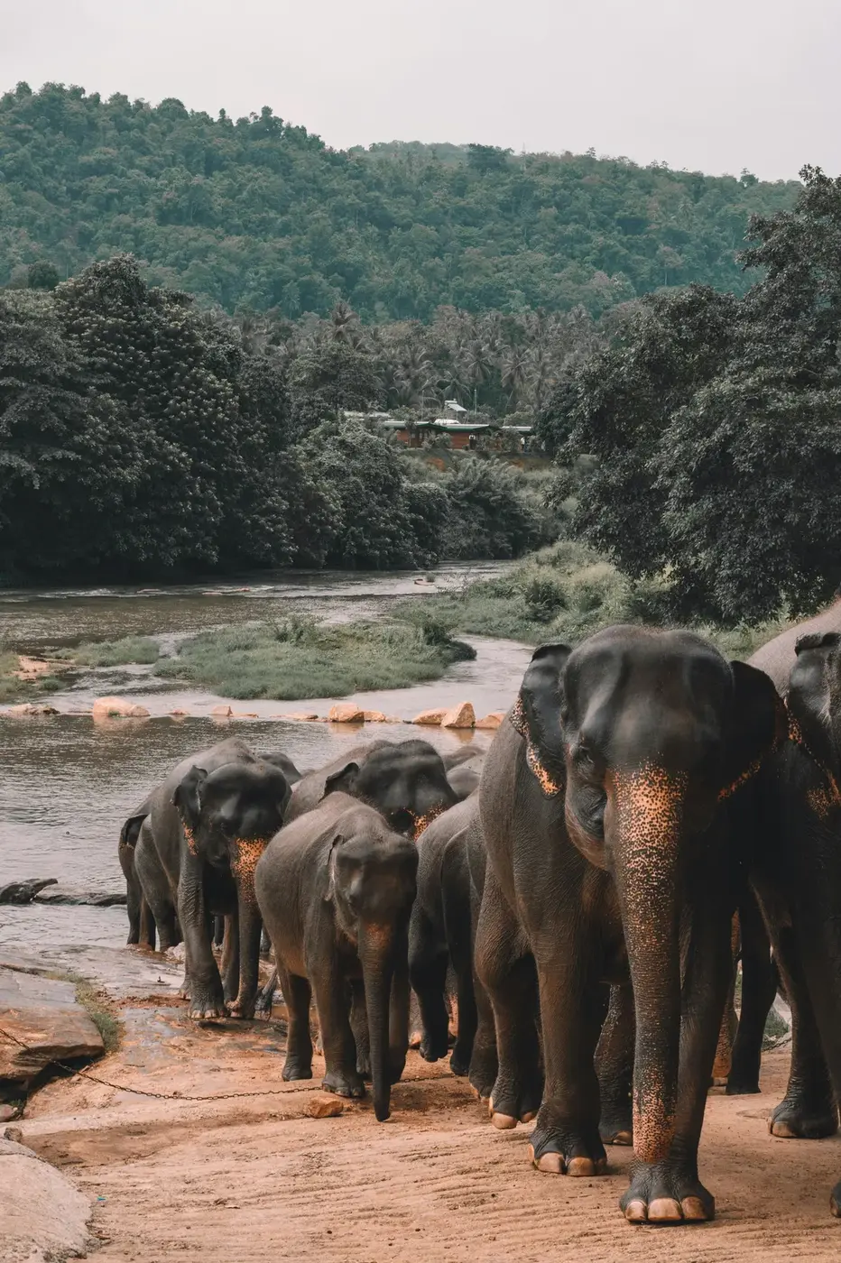 Wildlife safari jeep in Sri Lanka