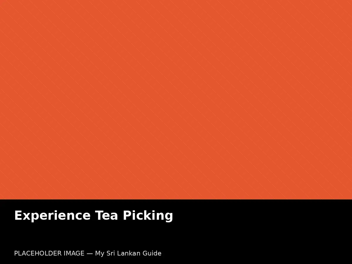Tea picking experience in Sri Lanka